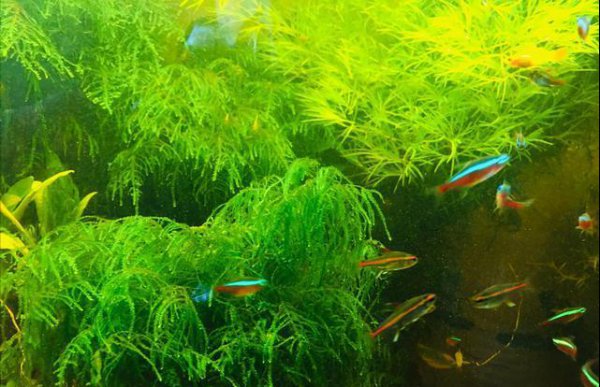 小鱼缸多久换一次水合适