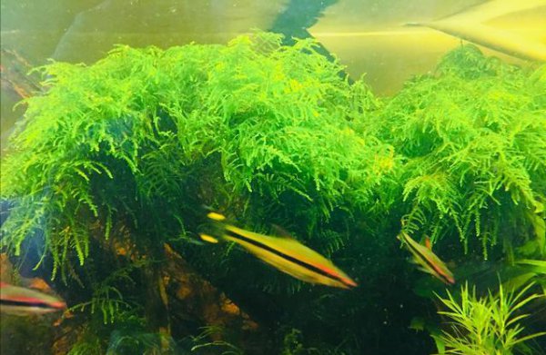 小鱼缸多久换一次水合适