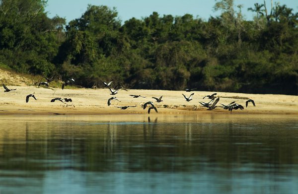 世界最大的河心岛在哪里