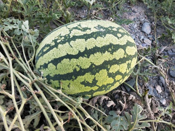 什么西瓜品种最好吃