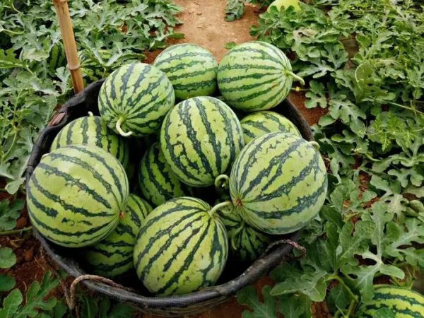 什么西瓜品种最好吃