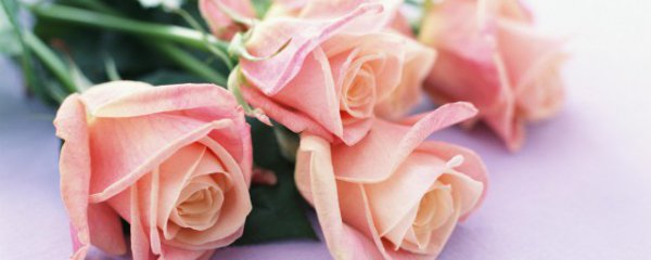 粉色的玫瑰花语