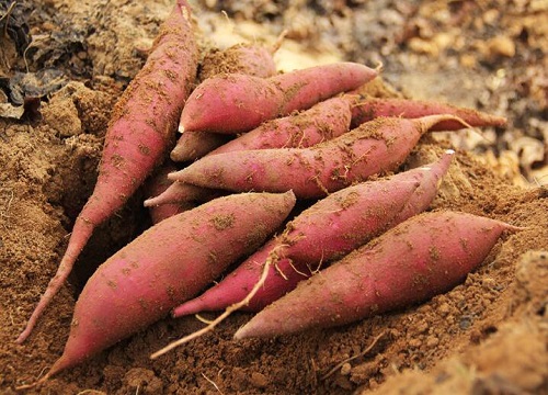 红薯发芽还能吃吗