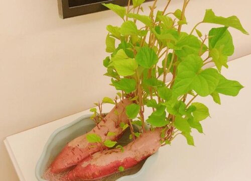 红薯发芽还能吃吗