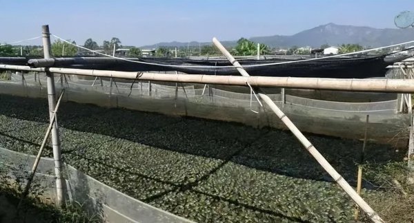 养殖水产品哪个利润高