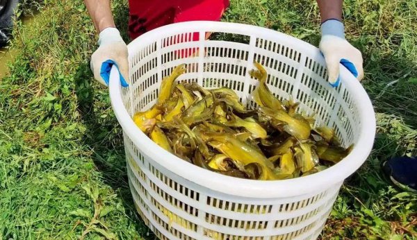 养殖水产品哪个利润高