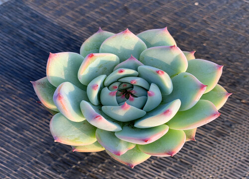 吉娃娃多肉的养殖方法和注意事项