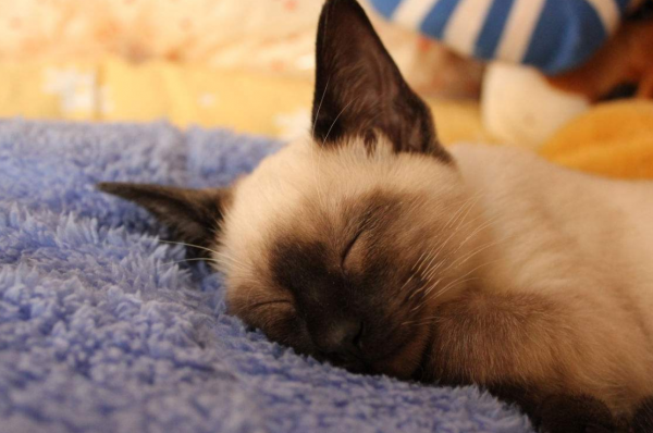 十大最受欢迎的宠物猫