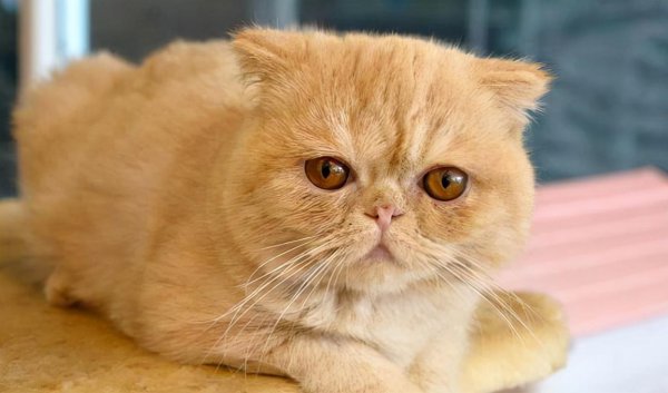 十大最受欢迎的宠物猫