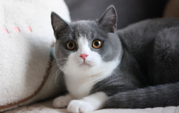 十大最受欢迎的宠物猫