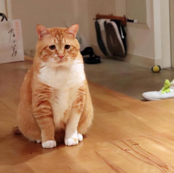 十大最受欢迎的宠物猫