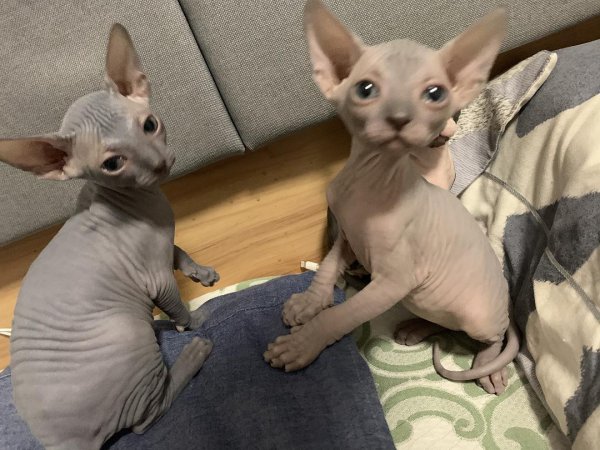 十大最受欢迎的宠物猫