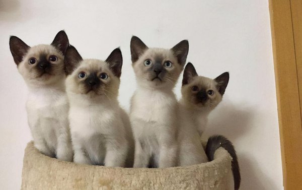 十大最受欢迎的宠物猫