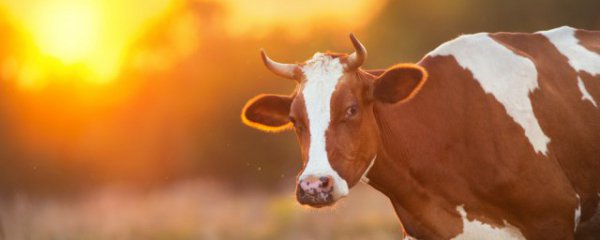 吃牛骨髓有什么好处呢