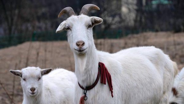 胆子最大什么都不怕的生肖