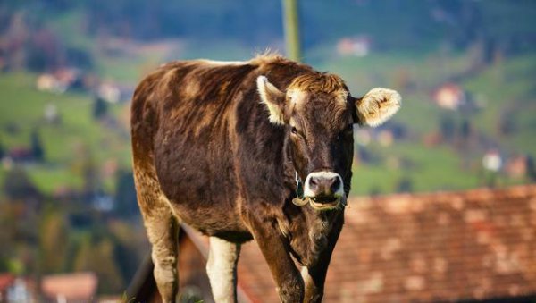 胆子最大什么都不怕的生肖