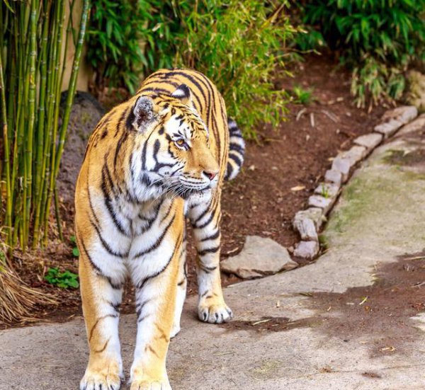 胆子最大什么都不怕的生肖