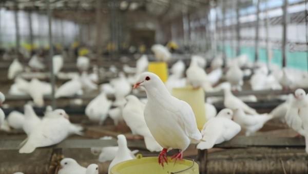 鸽子下蛋多久下第二个蛋