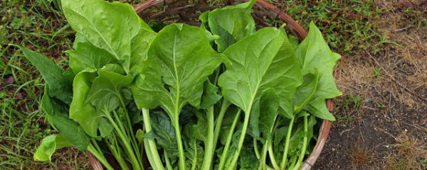 柿子能和菠菜一起吃吗