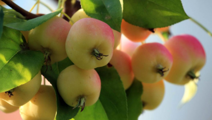海棠花的果实能吃吗