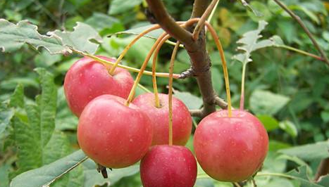 海棠花的果实能吃吗