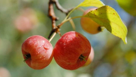 海棠花的果实能吃吗