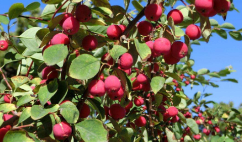 海棠花的果实能吃吗