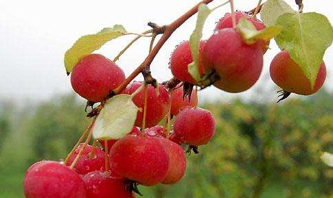 海棠花的果实能吃吗