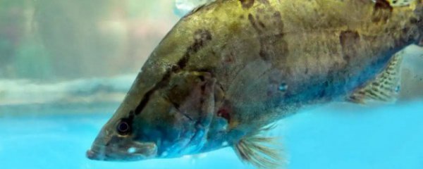 桂鱼和鳜鱼有什么区别