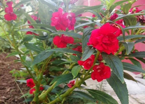 指甲花什么时候开花