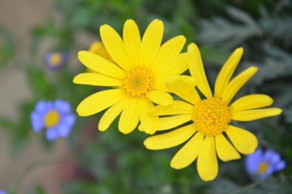 十二星座学渣排名情况