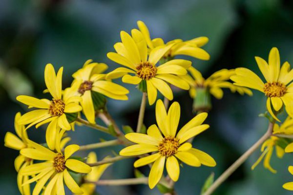 十二星座学渣排名情况