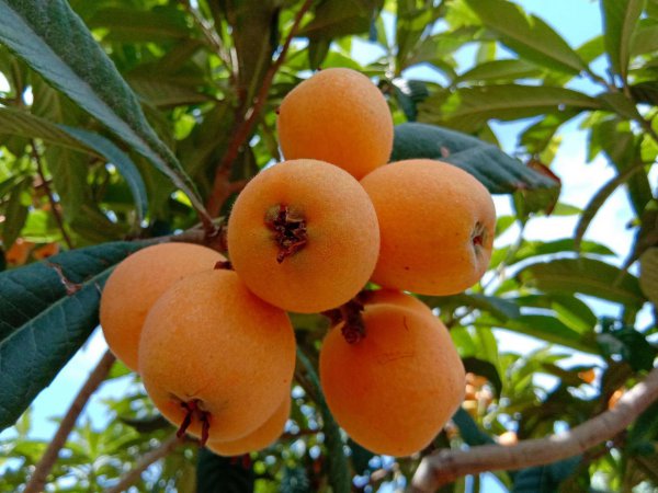 高考期间吃什么水果好