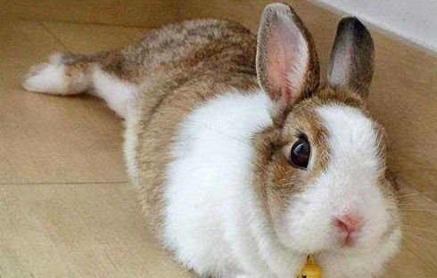 兔子的养殖利润是多少