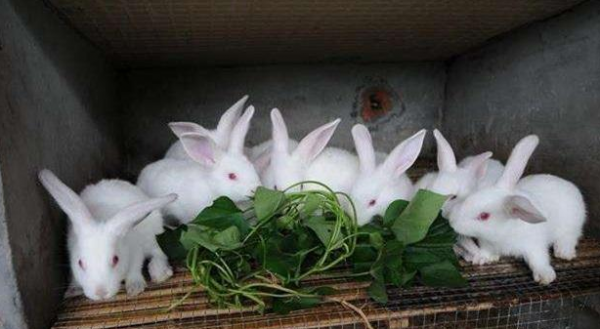兔子的养殖利润是多少