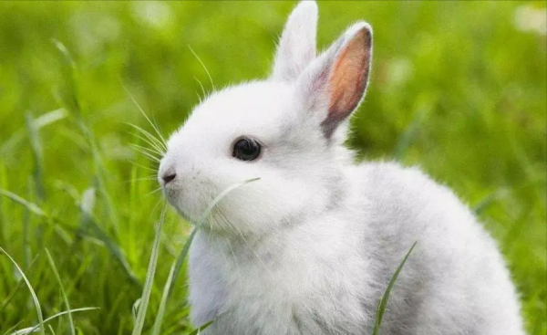 兔子的养殖利润是多少