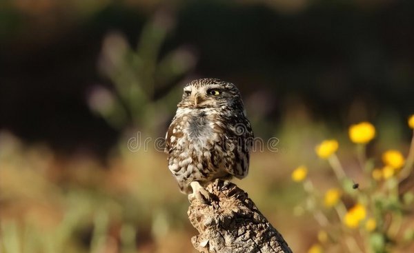 猫头鹰进家里是什么预兆