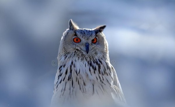 猫头鹰进家里是什么预兆