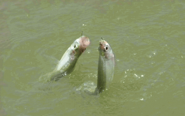 子线长度多少合适