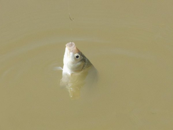 子线长度多少合适