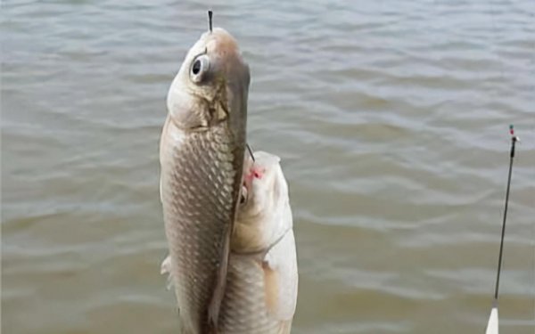 子线长度多少合适