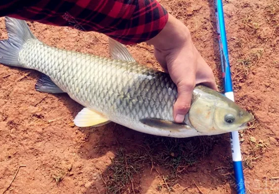 钓草鱼多少温度合适