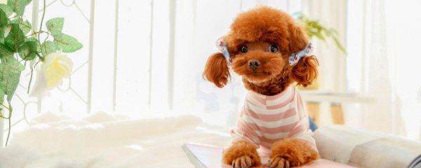 泰迪和比熊的区别