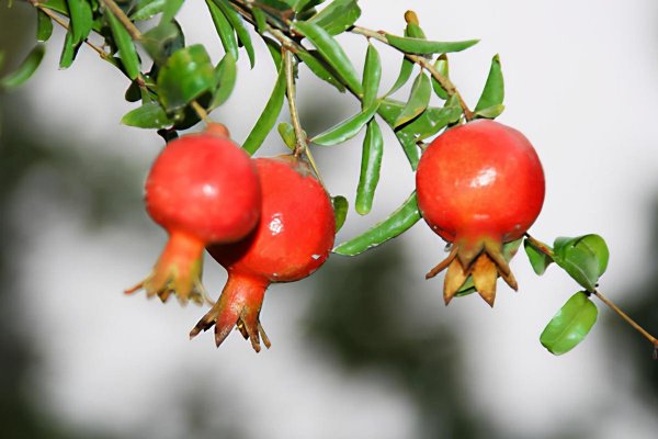 四大镇宅之树是什么树