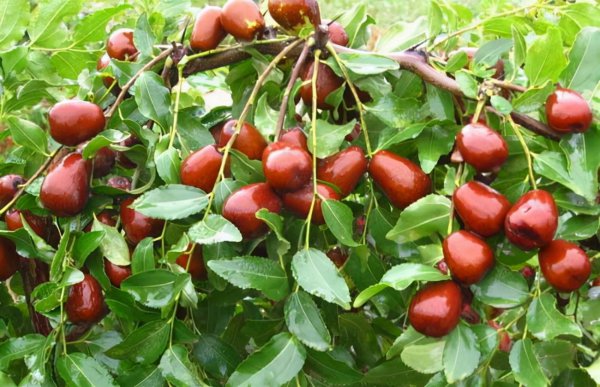 四大镇宅之树是什么树