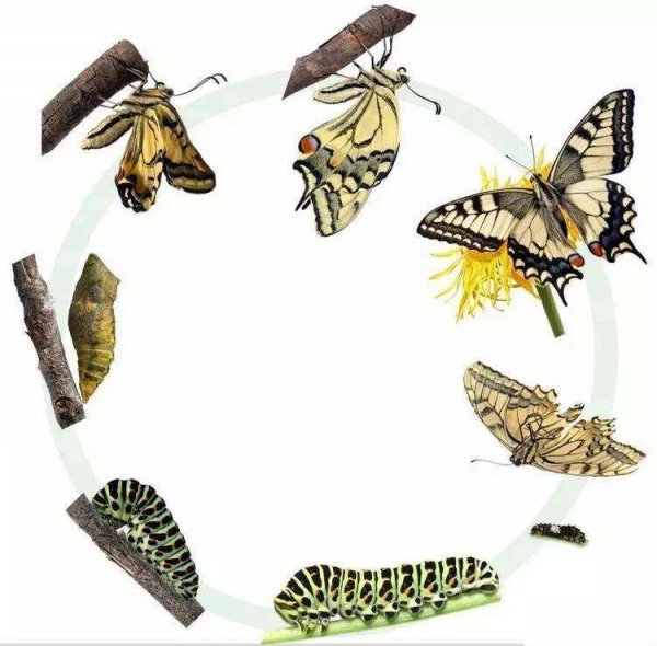 哪些动物小时候和长大后不一样