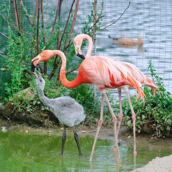 哪些动物小时候和长大后不一样