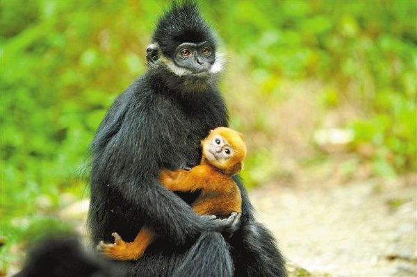 哪些动物小时候和长大后不一样
