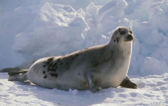 哪些动物小时候和长大后不一样