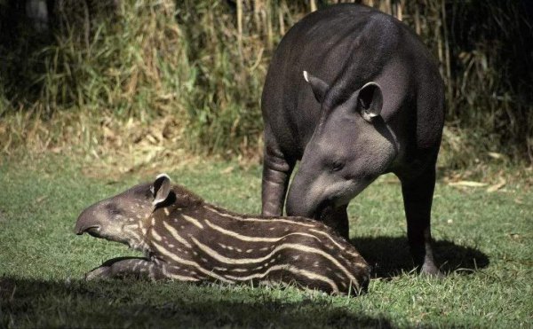 哪些动物小时候和长大后不一样